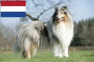 Read more about the article Collieopdrættere og hvalpe i Holland