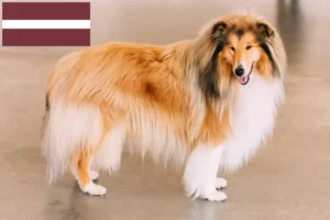 Read more about the article Collieopdrættere og hvalpe i Letland