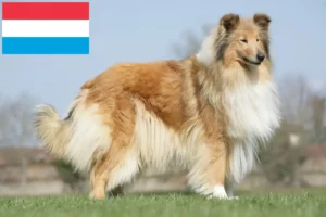 Read more about the article Collieopdrættere og hvalpe i Luxembourg