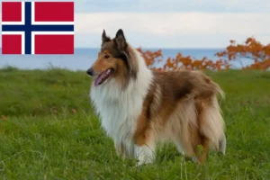 Read more about the article Collieopdrættere og hvalpe i Norge