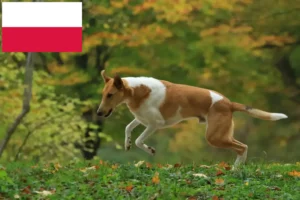 Read more about the article Collieopdrættere og hvalpe i Polen