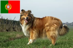 Read more about the article Collieopdrættere og hvalpe i Portugal