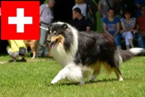 Read more about the article Collieopdrættere og hvalpe i Schweiz