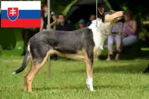 Read more about the article Collieopdrættere og hvalpe i Slovakiet