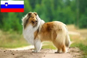 Read more about the article Collieopdrættere og hvalpe i Slovenien