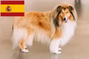 Read more about the article Collieopdrættere og hvalpe i Spanien
