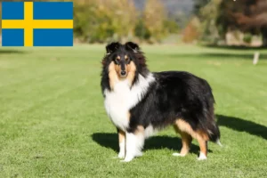 Read more about the article Collieopdrættere og hvalpe i Sverige