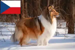 Read more about the article Collieopdrættere og hvalpe i Tjekkiet