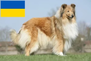 Read more about the article Collieopdrættere og hvalpe i Ukraine