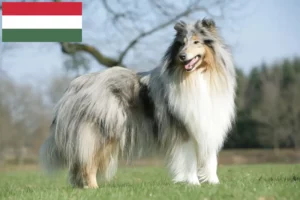 Read more about the article Collieopdrættere og hvalpe i Ungarn