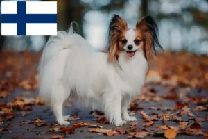 Read more about the article Kontinental Dværgspaniel Opdrætter og hvalpe i Finland