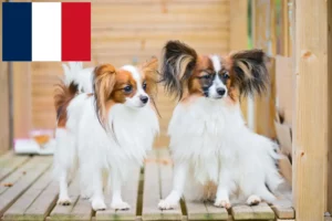 Read more about the article Continental Dwarf Spaniel opdrætter og hvalpe i Frankrig