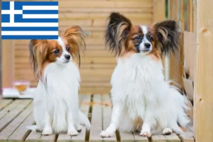 Read more about the article Opdrætter af kontinental dværgspaniel og hvalpe i Grækenland