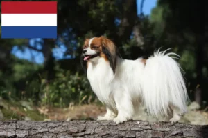 Read more about the article Continental Dwarf Spaniel opdrætter og hvalpe i Holland