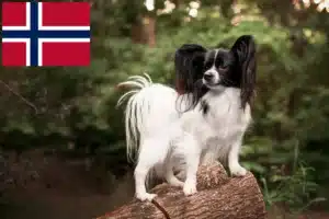 Read more about the article Opdrætter af kontinental dværgspaniel og hvalpe i Norge