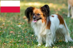 Read more about the article Opdrætter af kontinental dværgspaniel og hvalpe i Polen