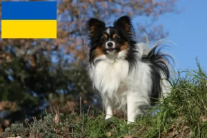 Read more about the article Continental Dwarf Spaniel opdrætter og hvalpe i Ukraine