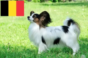 Read more about the article Continental Dwarf Spaniel opdrætter og hvalpe i Belgien