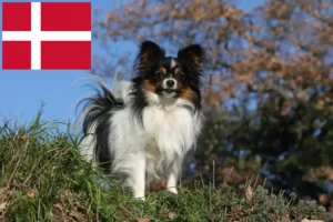 Read more about the article Kontinental Dværgspaniel Opdrætter og Hvalpe i Danmark