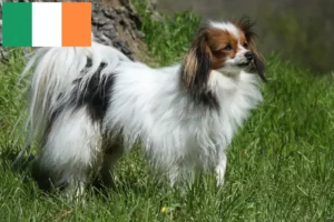 Read more about the article Continental Dwarf Spaniel Opdrætter og hvalpe i Irland