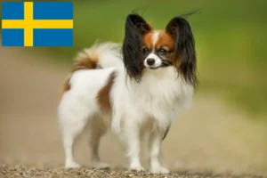 Read more about the article Kontinental Dværgspaniel Opdrætter og hvalpe i Sverige