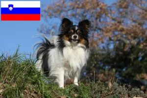 Read more about the article Opdrætter af kontinental dværgspaniel og hvalpe i Slovenien