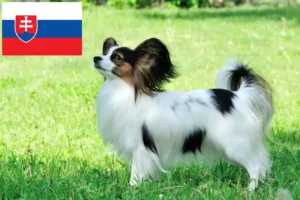 Read more about the article Continental Dwarf Spaniel opdrætter og hvalpe i Slovakiet