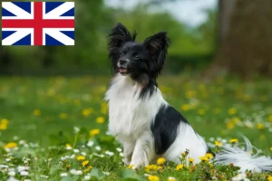 Read more about the article Continental Dwarf Spaniel Opdrætter og hvalpe i Storbritannien