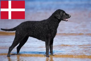 Read more about the article Curly Coated Retriever opdrættere og hvalpe i Danmark