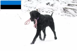 Read more about the article Curly Coated Retriever opdrættere og hvalpe i Estland