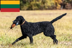 Read more about the article Curly Coated Retriever opdrættere og hvalpe i Litauen