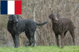 Read more about the article Opdrættere og hvalpe af Curly Coated Retriever i Frankrig