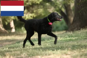 Read more about the article Curly Coated Retriever opdrættere og hvalpe i Holland