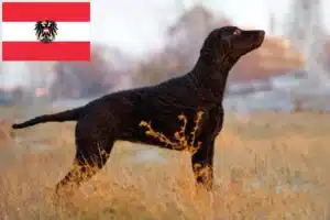 Read more about the article Curly Coated Retriever opdrættere og hvalpe i Østrig