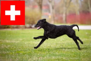 Read more about the article Curly Coated Retriever opdrættere og hvalpe i Schweiz