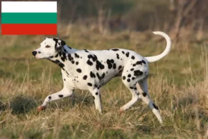 Read more about the article Dalmatineropdrættere og hvalpe i Bulgarien