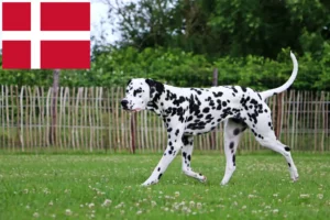 Read more about the article Dalmatineropdrættere og hvalpe i Danmark