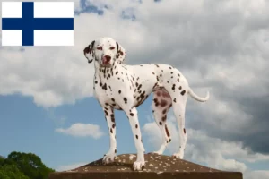 Read more about the article Dalmatineropdrættere og hvalpe i Finland