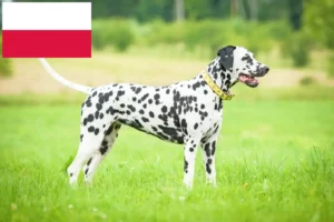 Read more about the article Dalmatineropdrættere og hvalpe i Polen