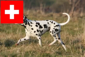 Read more about the article Dalmatineropdrættere og hvalpe i Schweiz