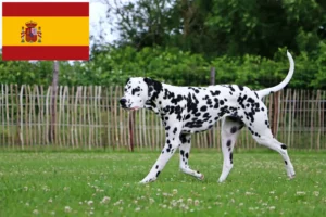 Read more about the article Dalmatineropdrættere og hvalpe i Spanien