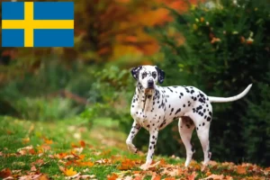 Read more about the article Dalmatineropdrættere og hvalpe i Sverige