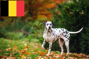 Read more about the article Dalmatineropdrættere og hvalpe i Belgien