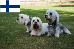 Read more about the article Dandie Dinmont Terrier opdrættere og hvalpe i Finland