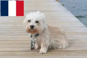 Read more about the article Dandie Dinmont Terrier opdrættere og hvalpe i Frankrig