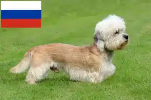 Read more about the article Dandie Dinmont Terrier opdrættere og hvalpe i Rusland