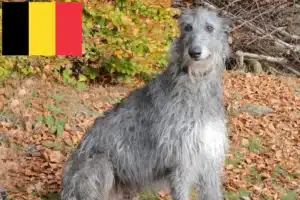 Read more about the article Deerhound-opdrættere og hvalpe i Belgien