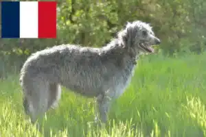 Read more about the article Deerhound-opdrættere og hvalpe i Frankrig