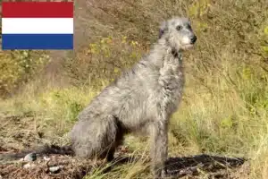 Read more about the article Deerhound-opdrættere og hvalpe i Holland