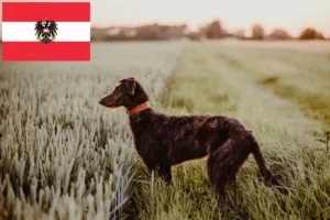 Read more about the article Hjortehundeopdrættere og hvalpe i Østrig